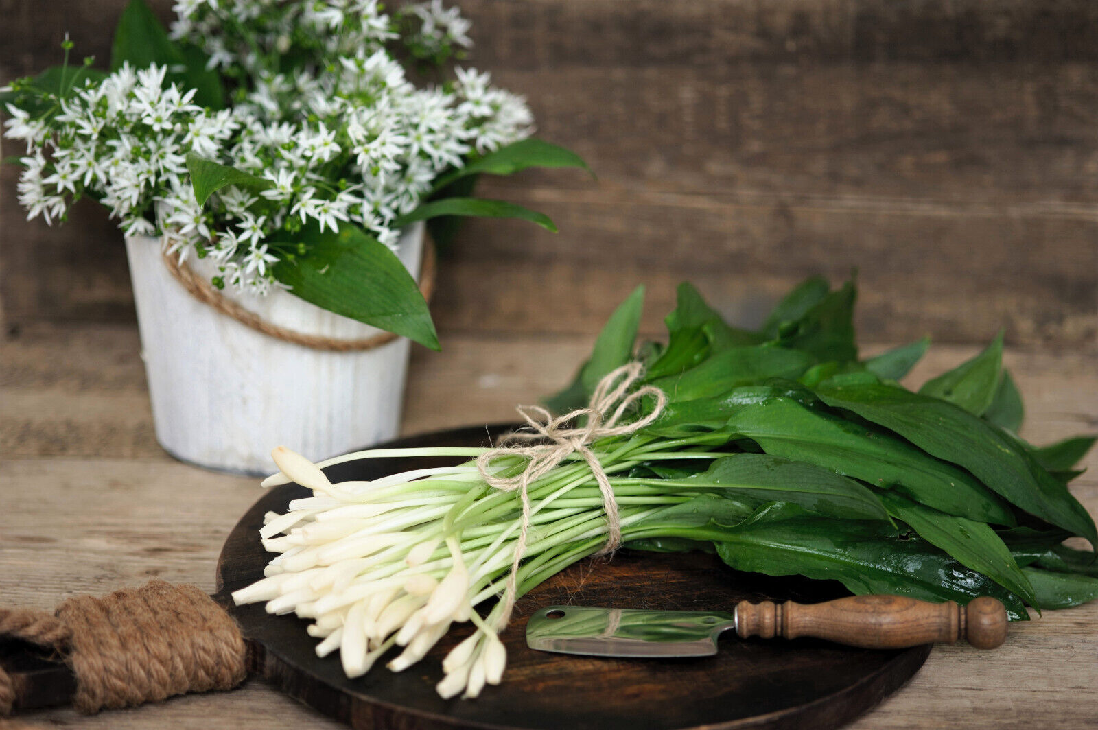 10 Ramsons / Wild Bear Garlic Allium Ursinum Vegetable Herb White Flower Seeds | www.seedsplantworld.com