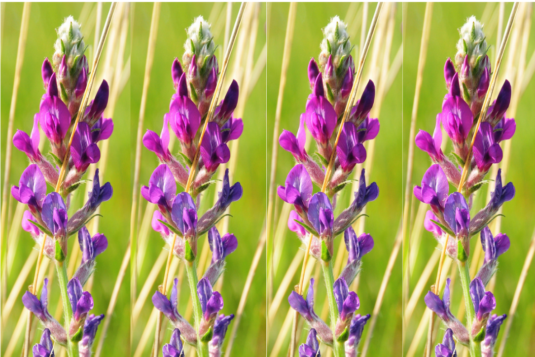 30 Purple Locoweed Crazyweed Oxytropis Lambertii Native Flower Seeds | www.seedsplantworld.com