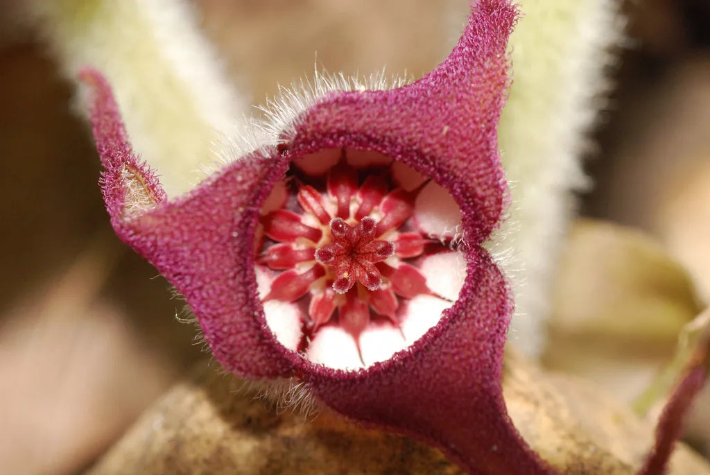 5 Wild Ginger Asarum Canadense Canadian Heart Snakeroot Flower Herb Seeds | www.seedsplantworld.com