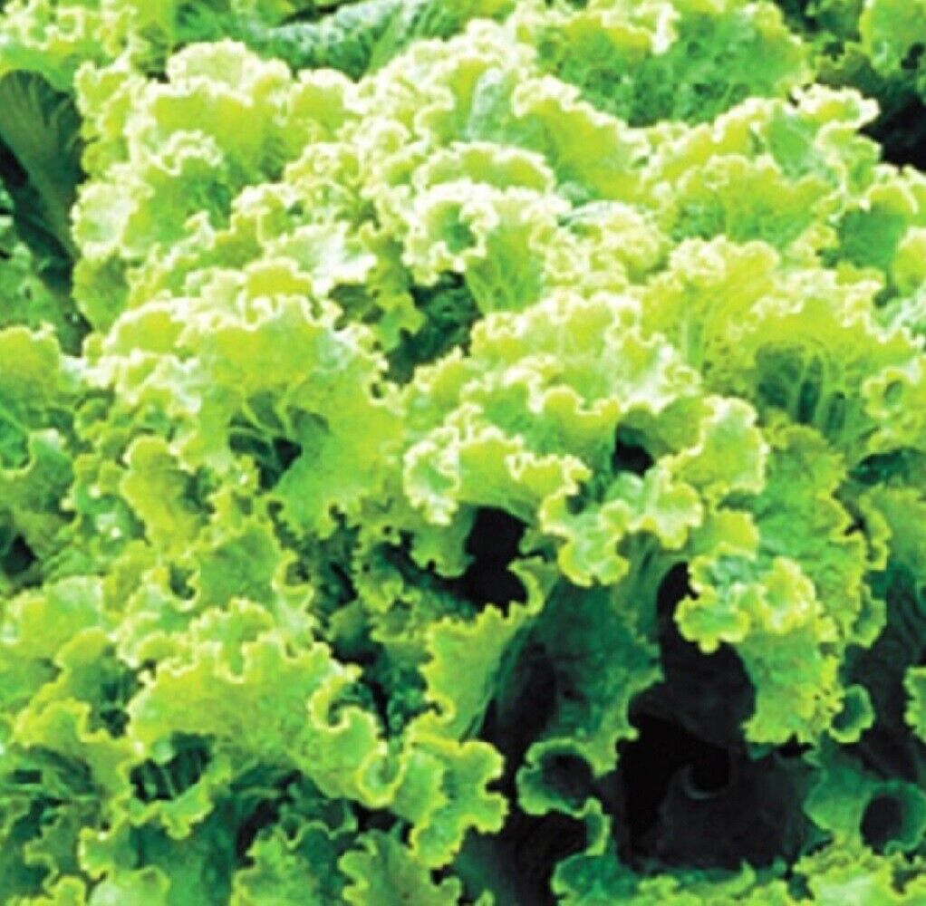 100 Green Ice Leaf Lettuce NON-GMO Heirloom Vegetable Seeds | www.seedsplantworld.com