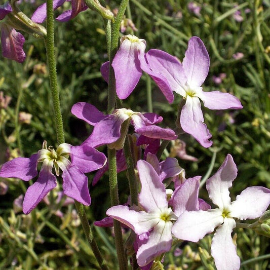 500+ Evening Scented Stock Mathhiola Longipetala Flower Seeds | www.seedsplantworld.com