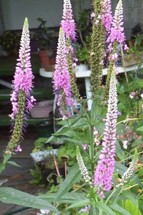 Pink Veronica Longifolia, 101 Seeds