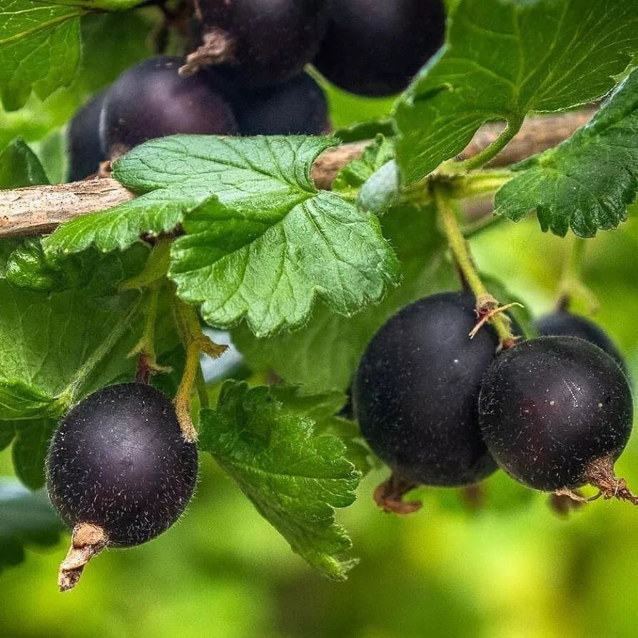 1 Black Velvet Gooseberry Live Rooted Plant Healthy Edible Shrub (Zones 3-8) Rooted Plant