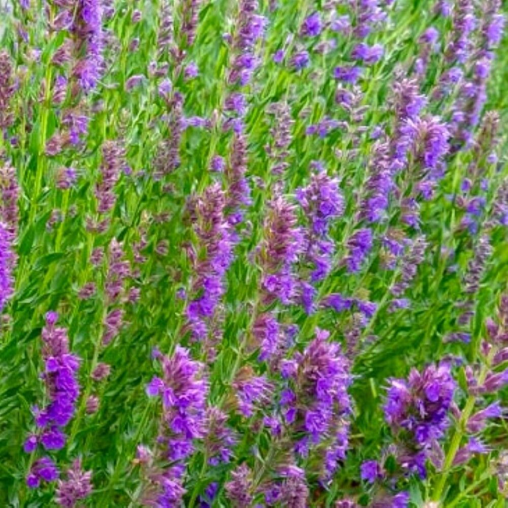 200 Hyssop NON-GMO Heirloom Flower Seeds | www.seedsplantworld.com