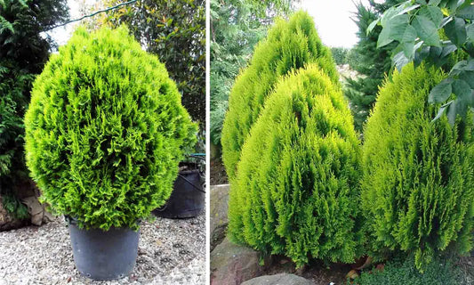 25 Arborvitae Chinese Thuja Orientalis Flower Seeds | www.seedsplantworld.com