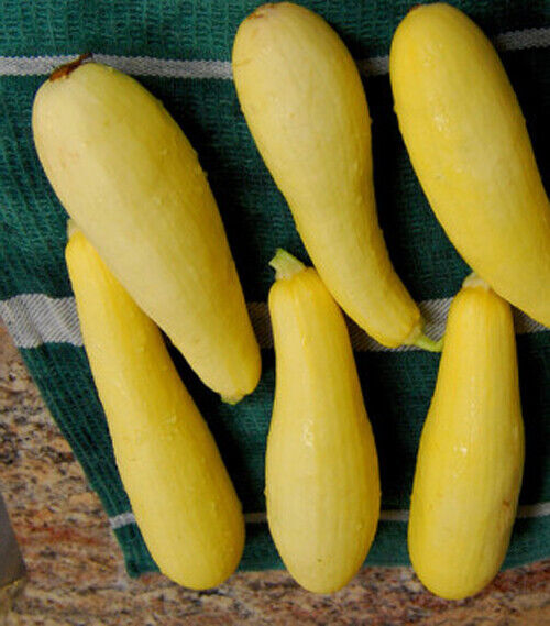 20 Prolific Straightneck Summer Squash Vegetable Seeds