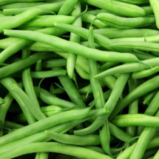 50 Ct Kentucky Wonder Pole Bean Heirloom Garden NON-GMO Vegetable Seeds | www.seedsplantworld.com