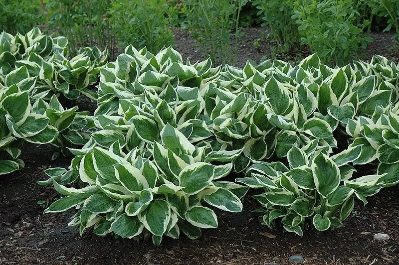 1 Minuteman Hosta Bare Root Plant Heat Tolerant Perennial Spring Shipping Rooted Plant