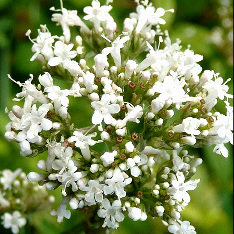 200 Valerian Spring Sow Perennial Herb Medicinal Sedative Catnip Bees Flower Seeds | www.seedsplantworld.com