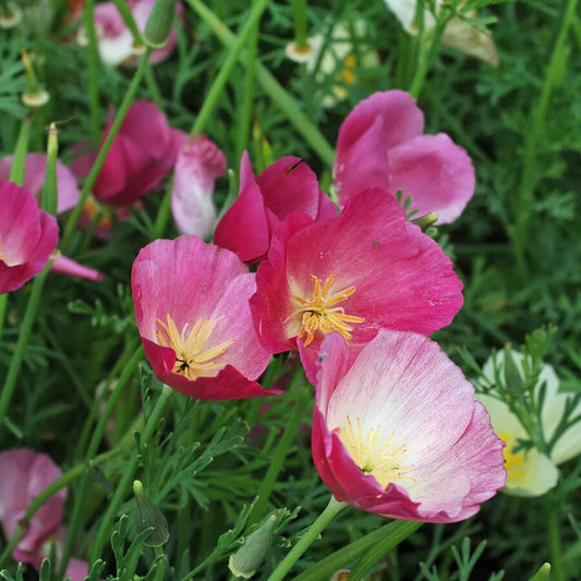 100 Purple Gleam California Poppy Seeds Non-GMO Flower Seeds | www.seedsplantworld.com