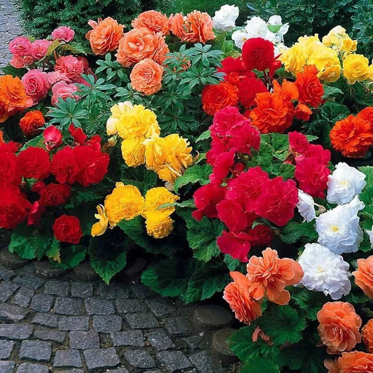 4 Non-Stop Double Begonia Mixture Live Flower Plant Bulbs Brighten The Patio Bulbs Plant