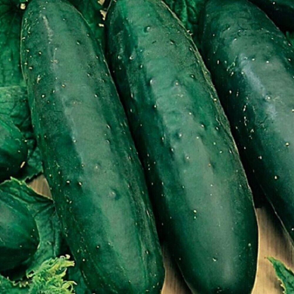 100 Marketmore 76 Cucumber NON-GMO Heirloom Vegetable Seeds | www.seedsplantworld.com