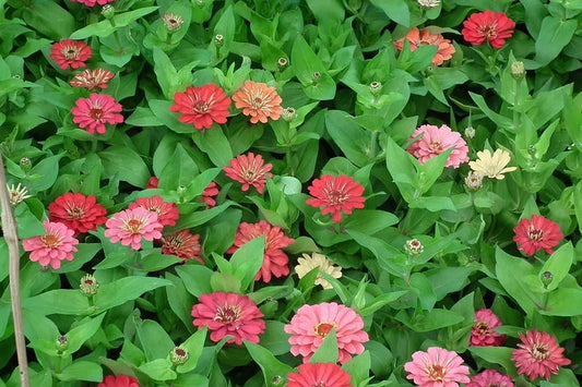 250 Exquisite Zinnia Elegans Changes Color Red - Hot Pink Pale Pink Flower Seeds | www.seedsplantworld.com