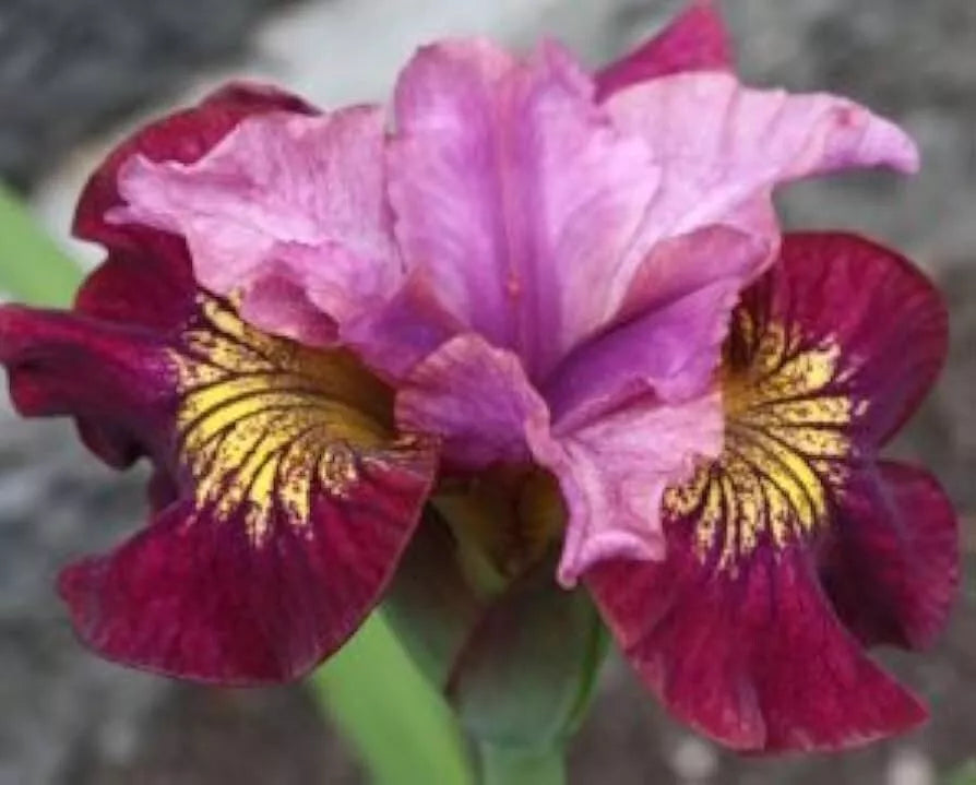 1 Siberian Iris Miss Apple Bare Root Perennial Rhizome Red And Gold Markings Rooted Plant | www.seedsplantworld.com