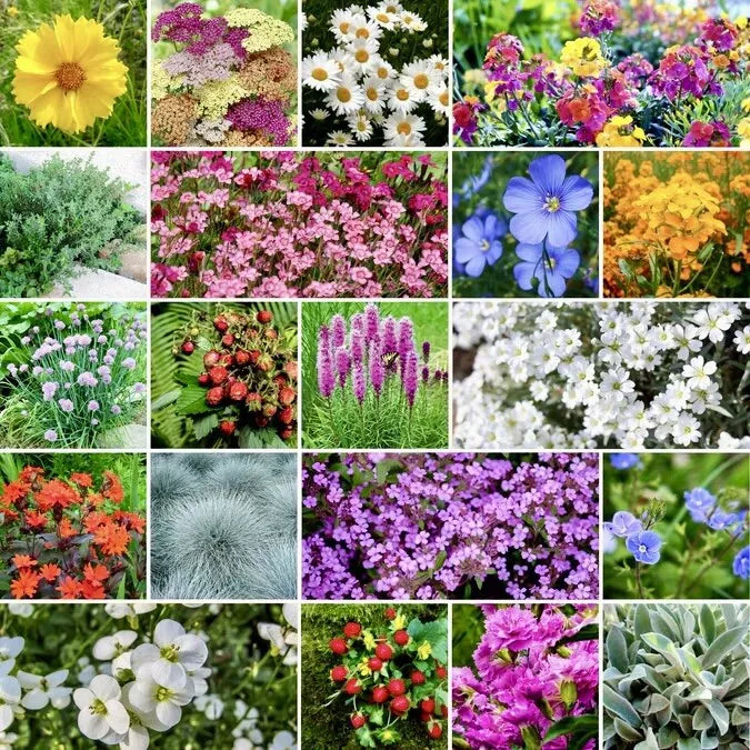 500 Perennial Wildflower Mix Seeds Rock Garden (Ground Cover 24 Types) Flower Seeds | www.seedsplantworld.com