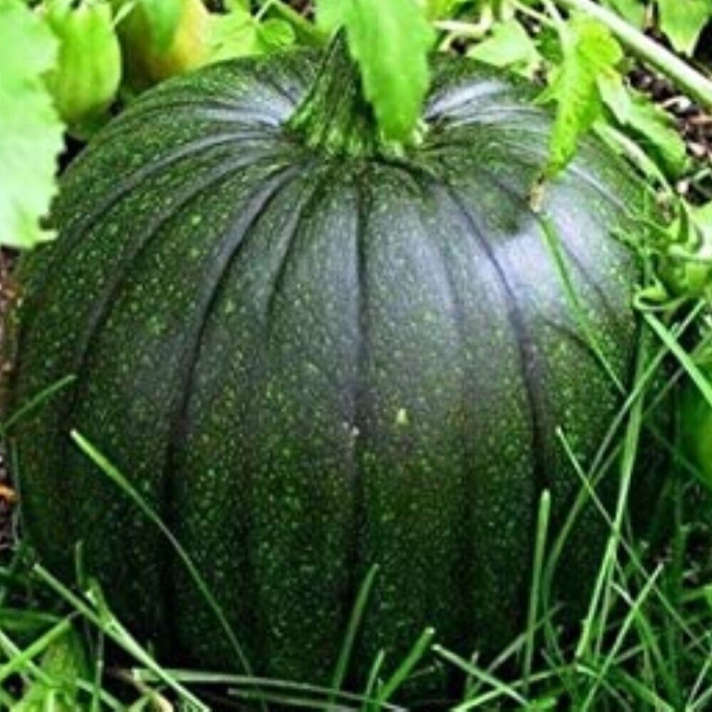 80 Italian Squash Zucca De Lungo Verde NON-GMO Fruit Seeds | www.seedsplantworld.com