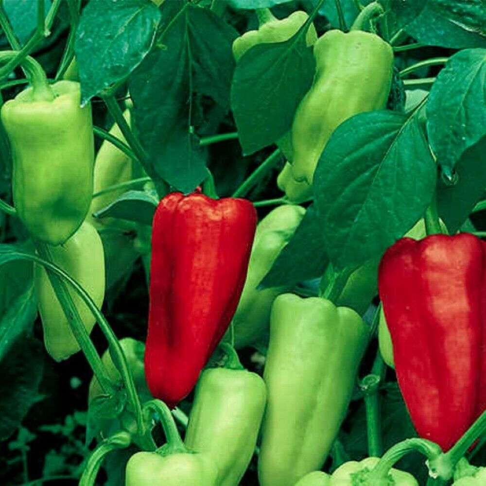 100 Sweet Pepperoncini Pepper NON-GMO Heirloom Vegetable Seeds | www.seedsplantworld.com