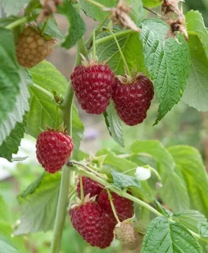 2 Polka Everbearing Live Red Raspberry Plants (1-2 Yr Old) Fruit Plant