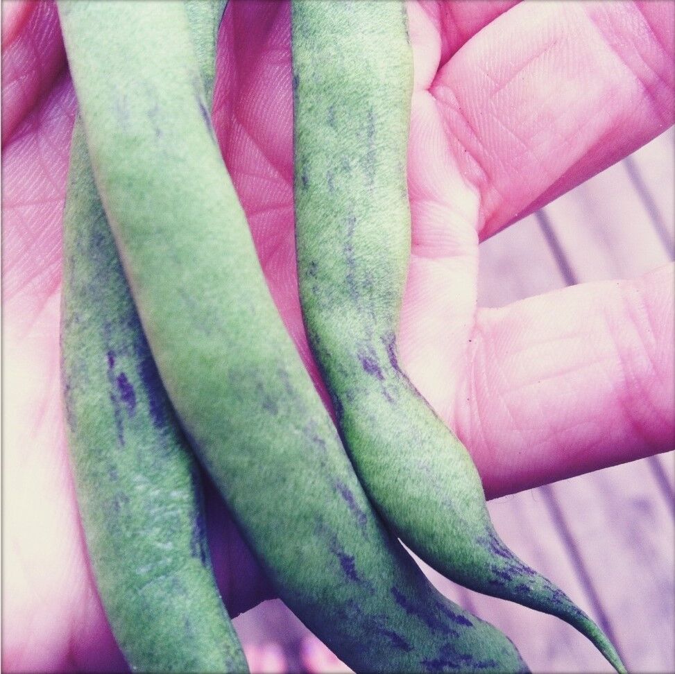 50 Rattlesnake Pole Bean Stringless Purple Phaseolus Vulgaris Vegetable Seeds | www.seedsplantworld.com