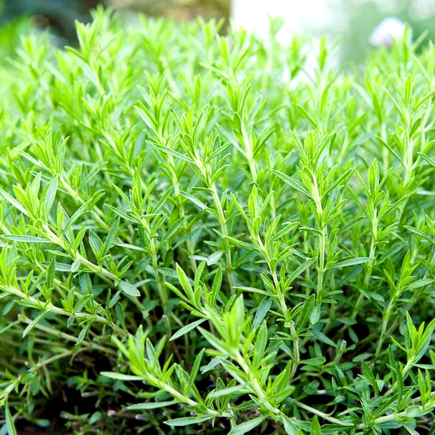 200 Creeping Thyme Purple Groundcover Lawn Herb Drought Arid Perennial Herb Seeds | www.seedsplantworld.com