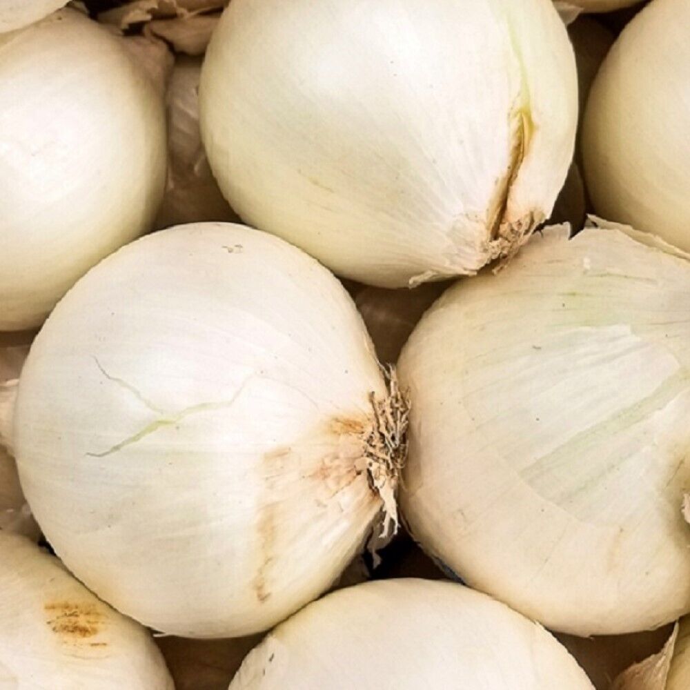 50 Early White Grano PRR Onion NON-GMO Heirloom Vegetable Seeds | www.seedsplantworld.com