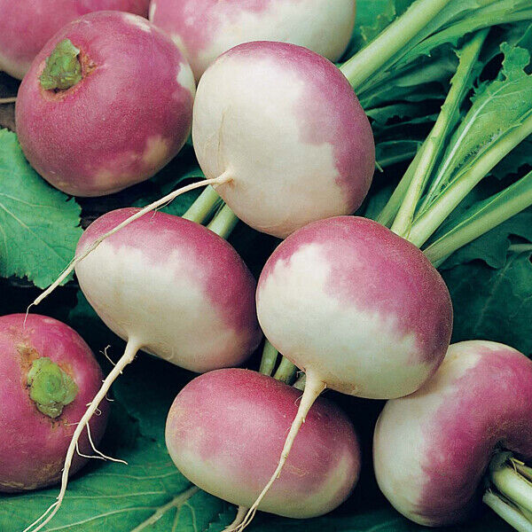 600+ Purple Top Turnip White Globe NON-GMO Vegetable Seeds | www.seedsplantworld.com