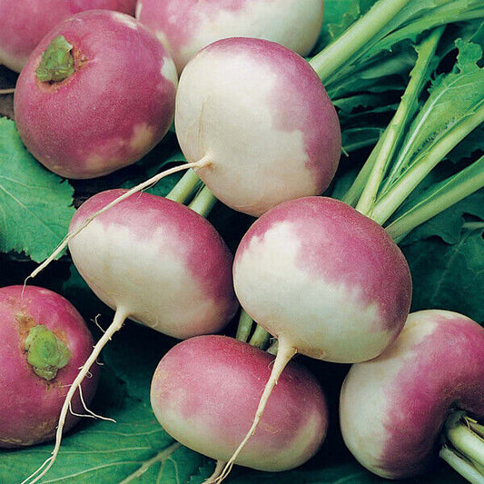 600+ Purple Top Turnip White Globe NON-GMO Vegetable Seeds | www.seedsplantworld.com