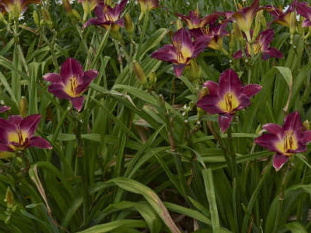 2 Daylily Strutter'S Ball Reblooming Perennial Flower Bulb Bare Root Plants