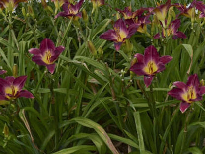 2 Daylily Strutter'S Ball Reblooming Perennial Flower Bulb Bare Root Plants