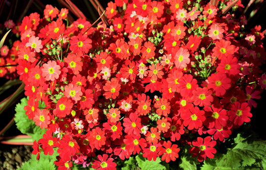 100 Crimson Fairy Primrose Red Primula Malacoides Shade Houseplant Flower Seeds | www.seedsplantworld.com