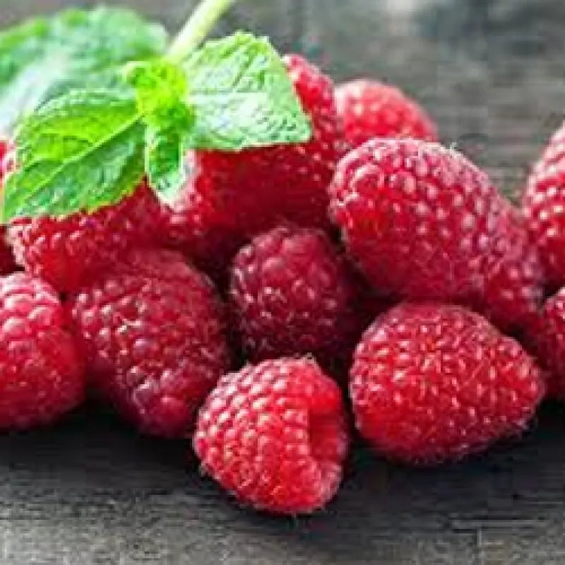 2 Boyne Live Red Raspberry Plants (1-2 Yr Old) Fruit Tree | www.seedsplantworld.com