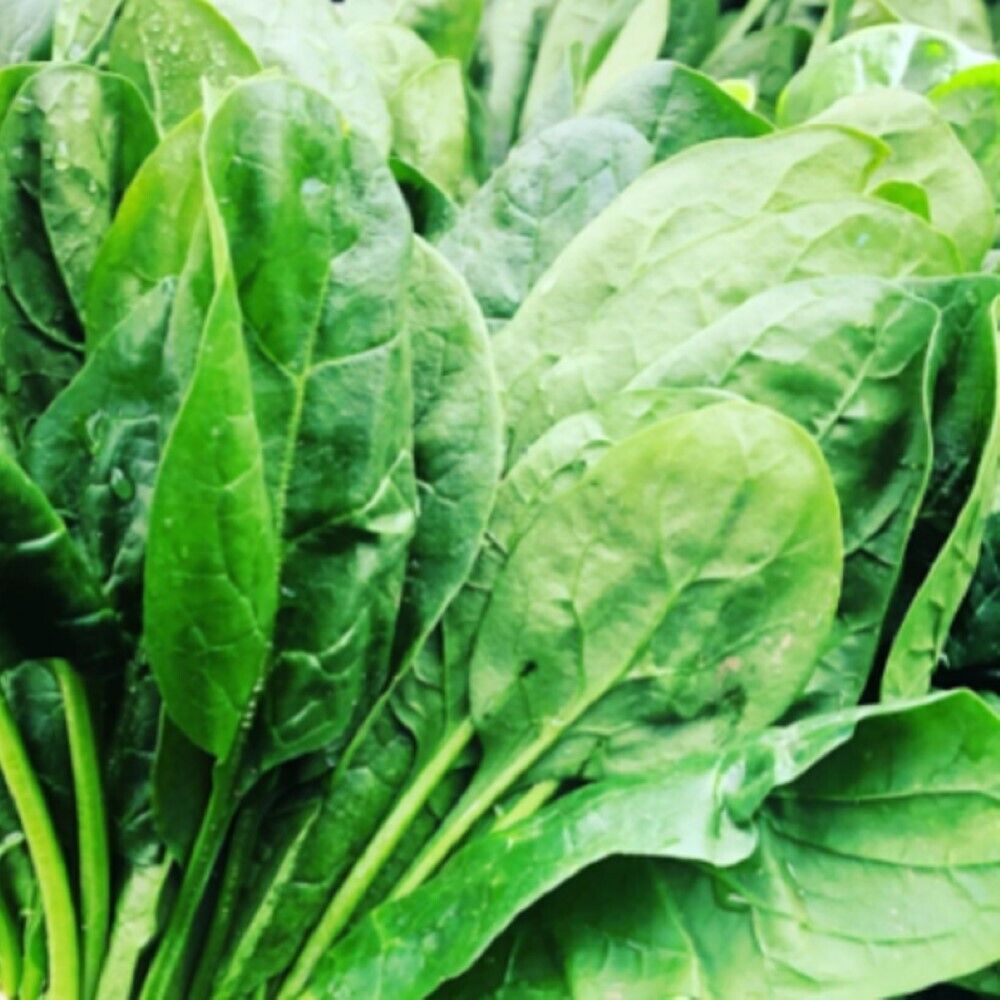 100 Carmel Spinach F1 Hybrid Vegetable Seeds | www.seedsplantworld.com