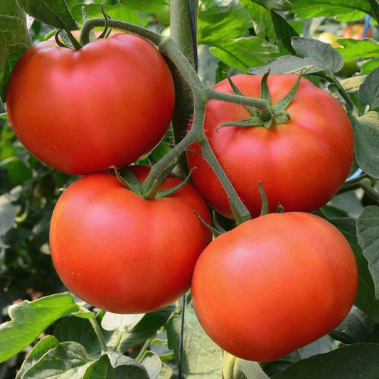 10 Big Beef Tomato Seeds (F1 Hybrid) Non-GMO Vegetable Seeds | www.seedsplantworld.com