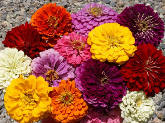 300 Giant Dahlia Zinnia Mix Flower Seeds