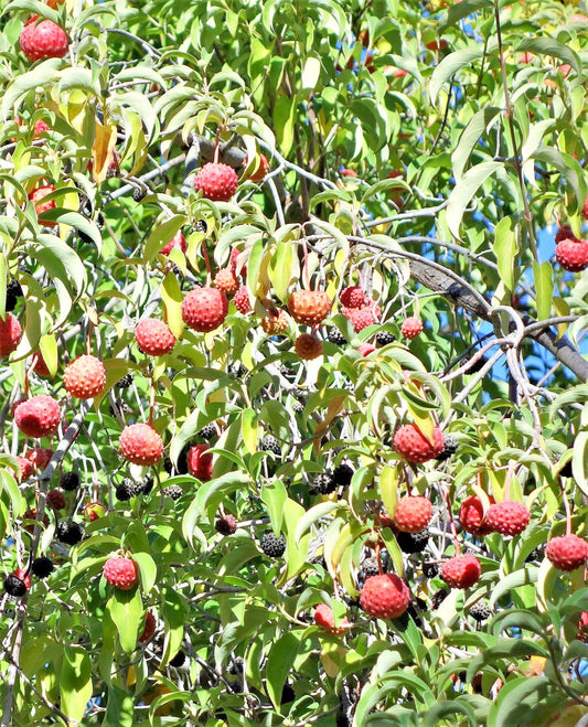 20 Himalayan Dogwood / Strawberry Tree White & Pink Flower Red Fruit Seeds | www.seedsplantworld.com