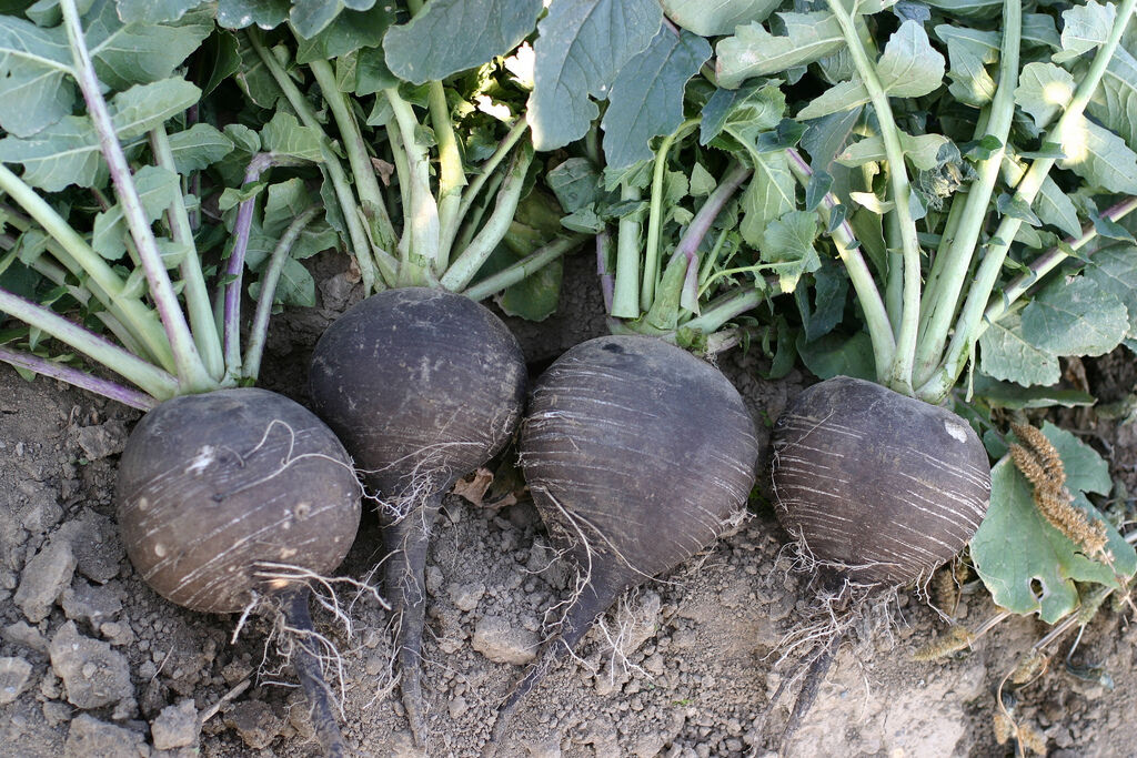 320 Radish Black Spanish Round White Inside Giant 3-4" Across Vegetable Seeds | www.seedsplantworld.com