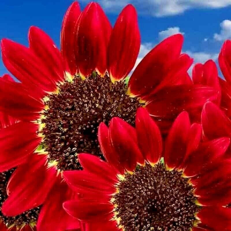 75 Red Sun Rare Sunflower Flower Seeds | www.seedsplantworld.com