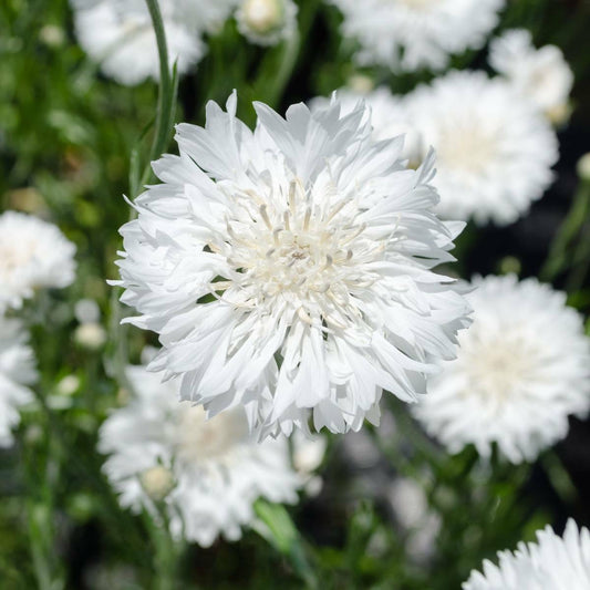 200+ Tall White Bachelor Button Cornflower Flower Seeds | www.seedsplantworld.com