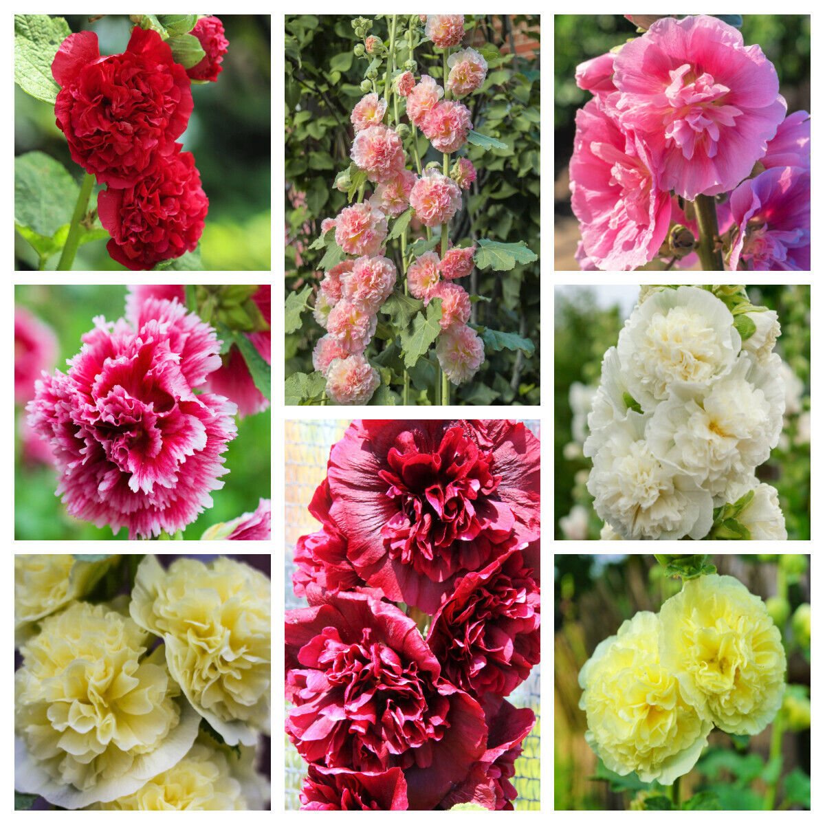 50 Summer Carnival Hollyhock Double Mixed Colors Alcea Rosea Flower Seeds | www.seedsplantworld.com