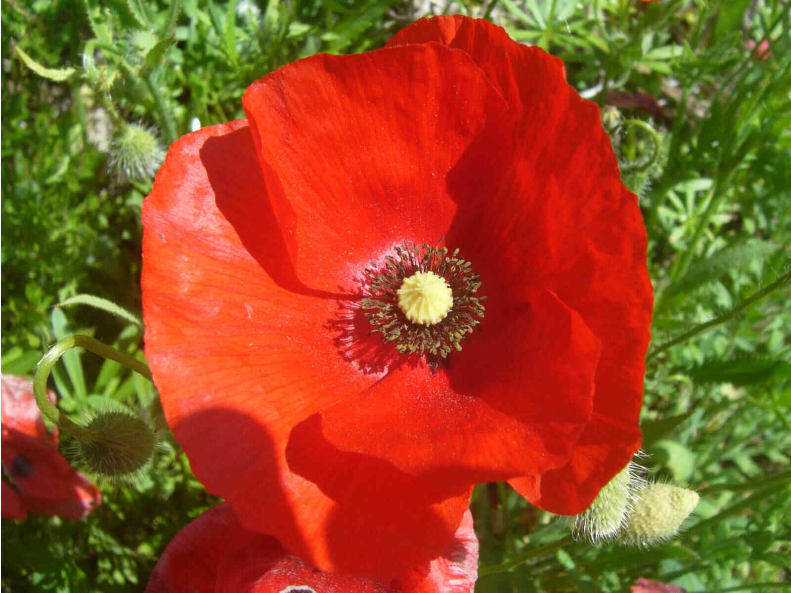 1000+ Corn Red Poppy Flower Seeds | www.seedsplantworld.com