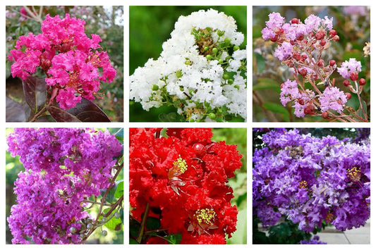 50 Mixed Colors Crepe Myrtle Lagerstroemia Indica Tree Shrub Flower Seeds | www.seedsplantworld.com