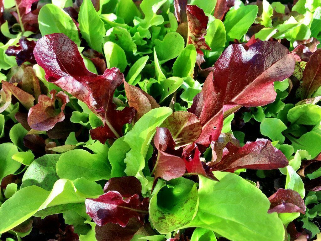 600+ Mesclun Mix Lettuce Mustard Tatsoi Mizuna Kale Arugula Vegetable Seeds | www.seedsplantworld.com