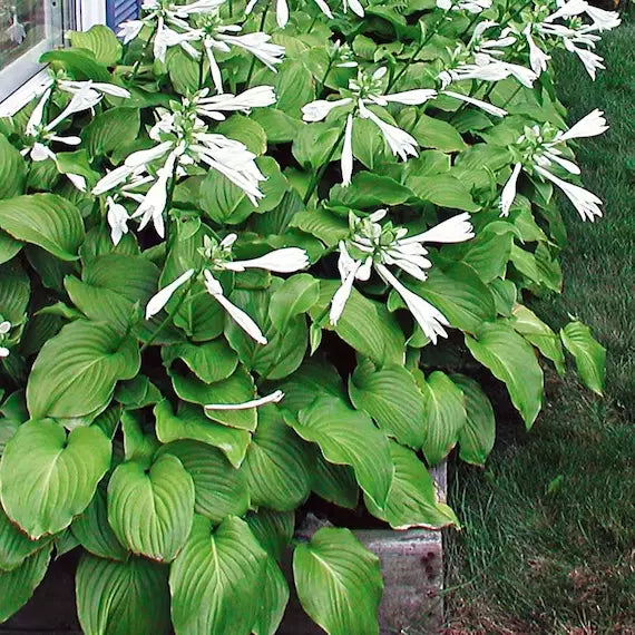 1 Royal Standard Hosta Bare Root Perennial Plant Thrives In Shady Areas Rooted Plant | www.seedsplantworld.com