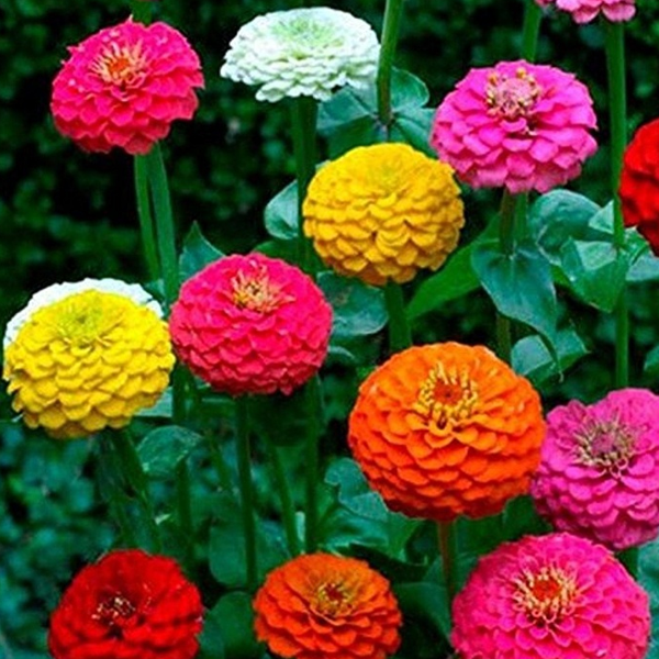 100+ Zinnia California Giant Mix Colorful Blooms Flower Seeds | www.seedsplantworld.com