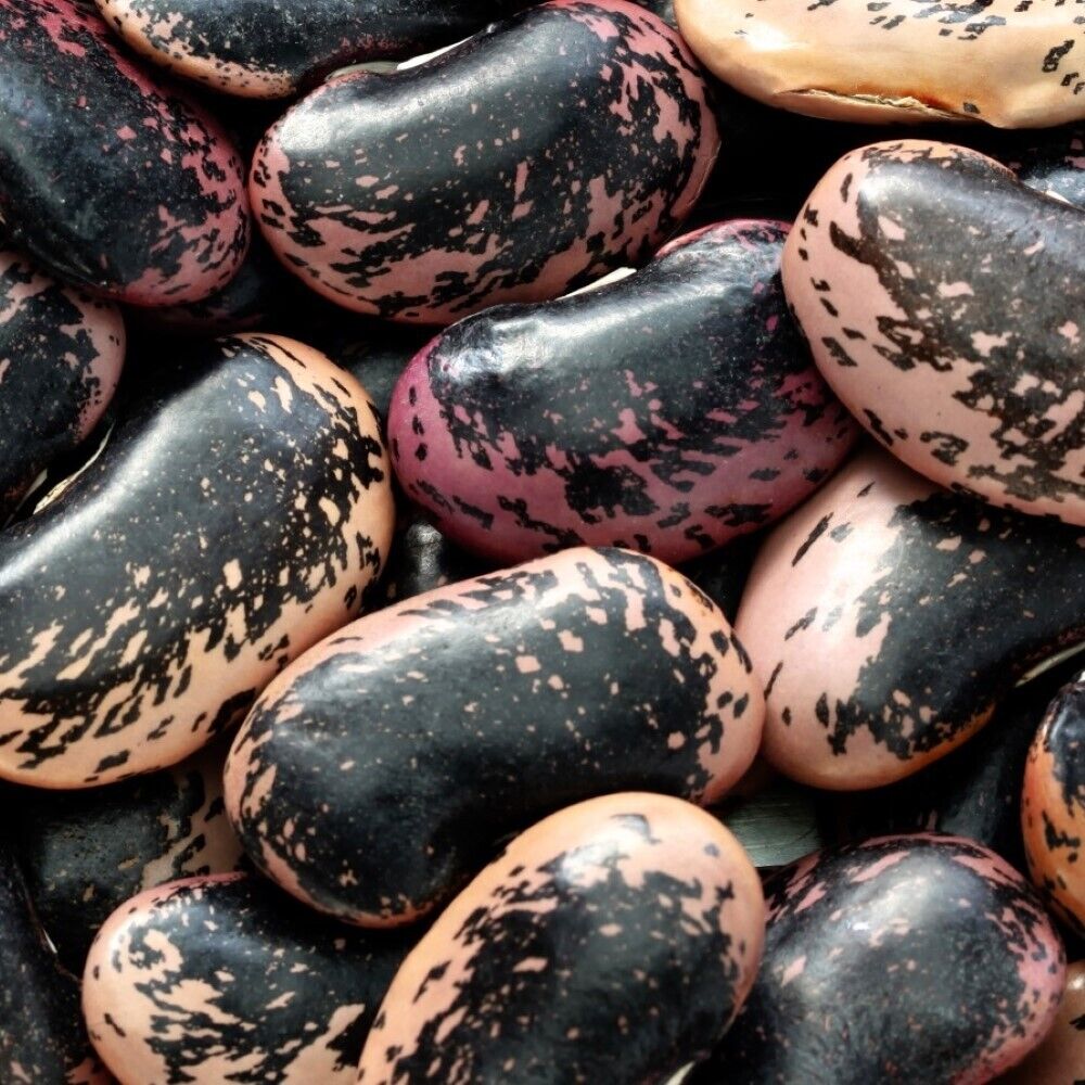 80 Scarlet Runner Bean NON-GMO Vegetable Seeds | www.seedsplantworld.com