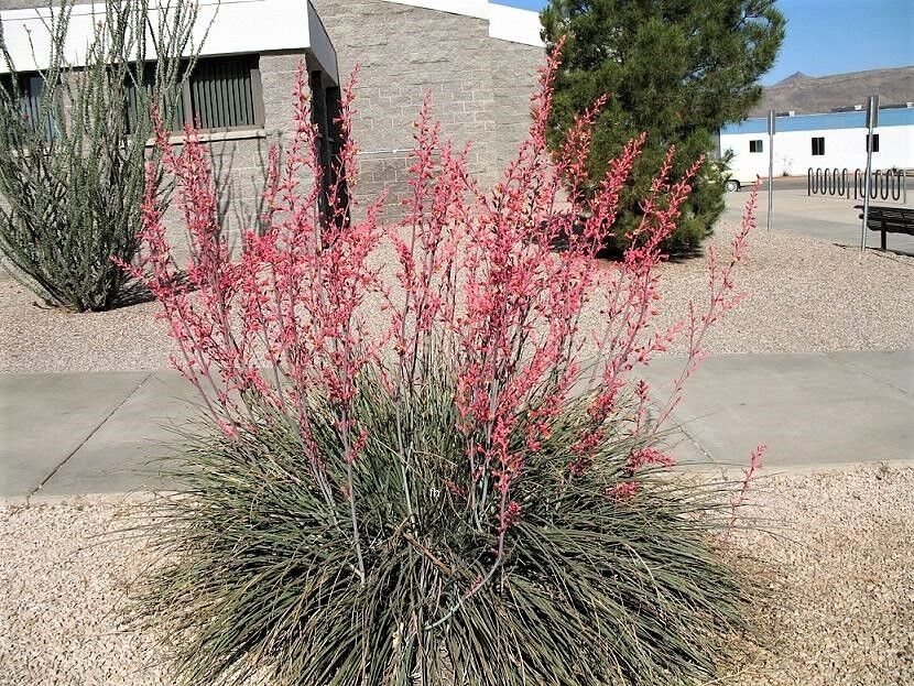 25 Red Yucca Hesperaloe Parviflora Hummingbird, Coral, Texas Yucca Flower Seeds | www.seedsplantworld.com