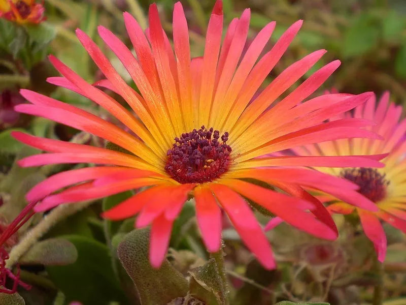 200 Ice Plant Mesembryanthemum Daisy Flower Seeds | www.seedsplantworld.com