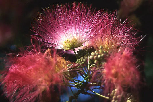 25 Mimosa Tree Eh Wilson Hummingbird Pink Flower Albizia Julibrissin Rosea Seeds | www.seedsplantworld.com