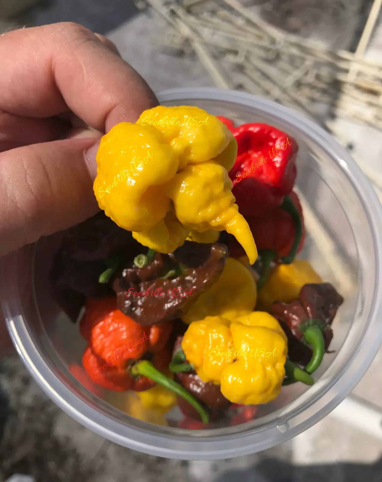 10 Yellow Carolina Reaper Pepper World'S Hottest Capsicum Chinense Chili Seeds | www.seedsplantworld.com