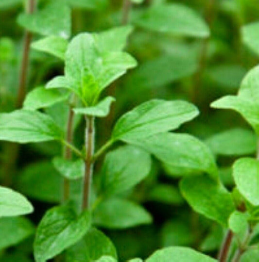 300 Common Italian Oregano NON-GMO Heirloom Herb Seeds | www.seedsplantworld.com